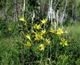 Hemerocallis lilio-asphodelus