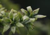 Veratrum lobelianum