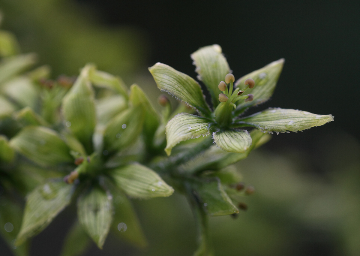 Изображение особи Veratrum lobelianum.