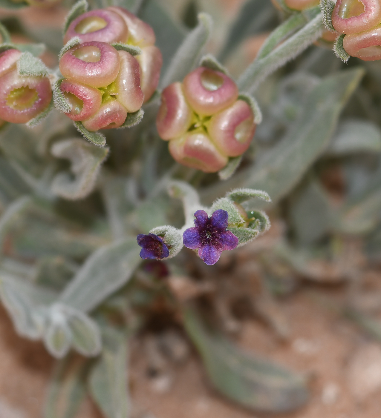 Изображение особи Paracaryum rugulosum.