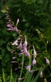 Hosta undulata