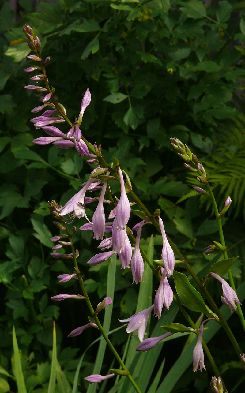 Изображение особи Hosta undulata.