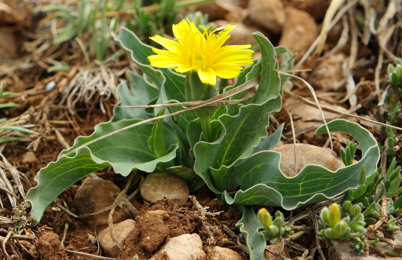 Image of Scorzonera crispa specimen.