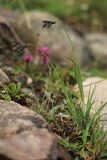 Carex medwedewii