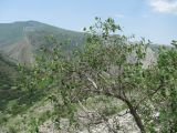 Lonicera iberica. Верхушка цветущего куста. Дагестан, Левашинский р-н, окр. с. Цудахар, ок. 1200-1300 м н.у.м., известняковый склон. 11.06.2019.