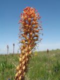 род Eremurus. Верхушка соцветия (на заднем плане цветущие родительские виды). Казахстан, Джамбулская обл., подножья Таласского Алатау у левого борта каньона Коксай, ≈ 1900 м н.у.м., предгорная степь на мелкоземах. 7 июня 2019 г.