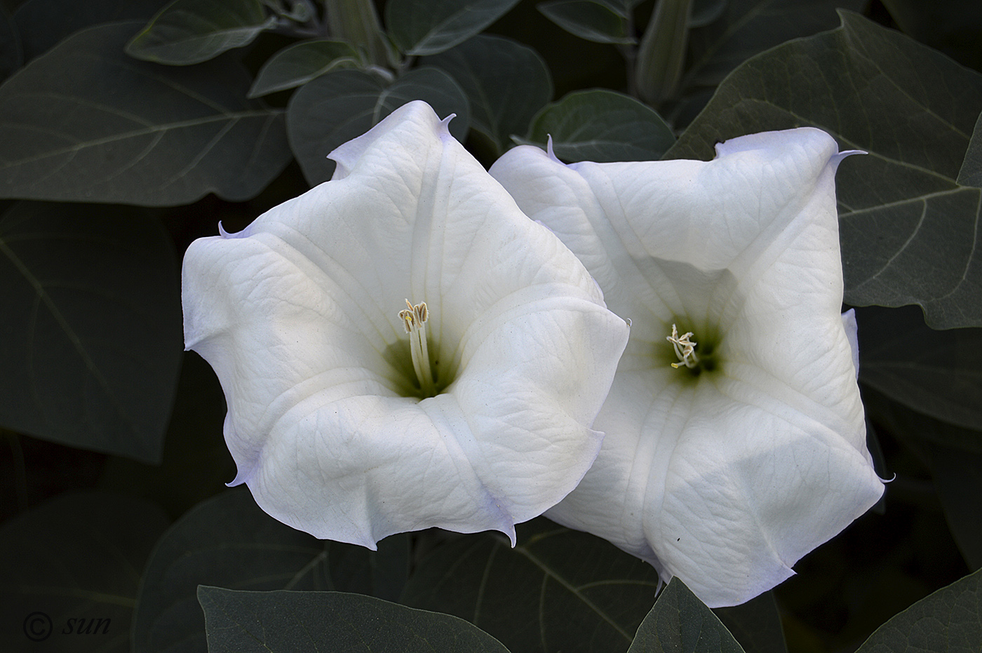 Image of Datura innoxia specimen.