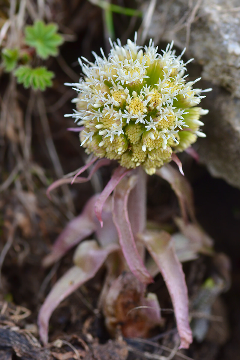 Image of Petasites albus specimen.