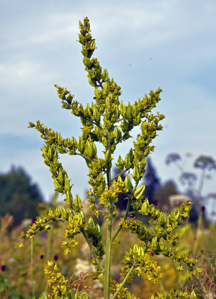 Изображение особи Veratrum lobelianum.