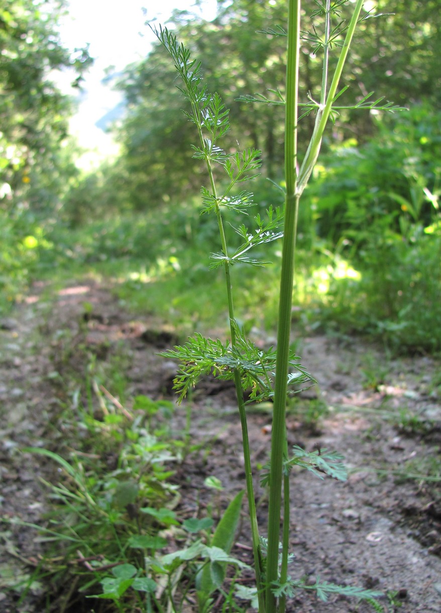 Image of Carum carvi specimen.