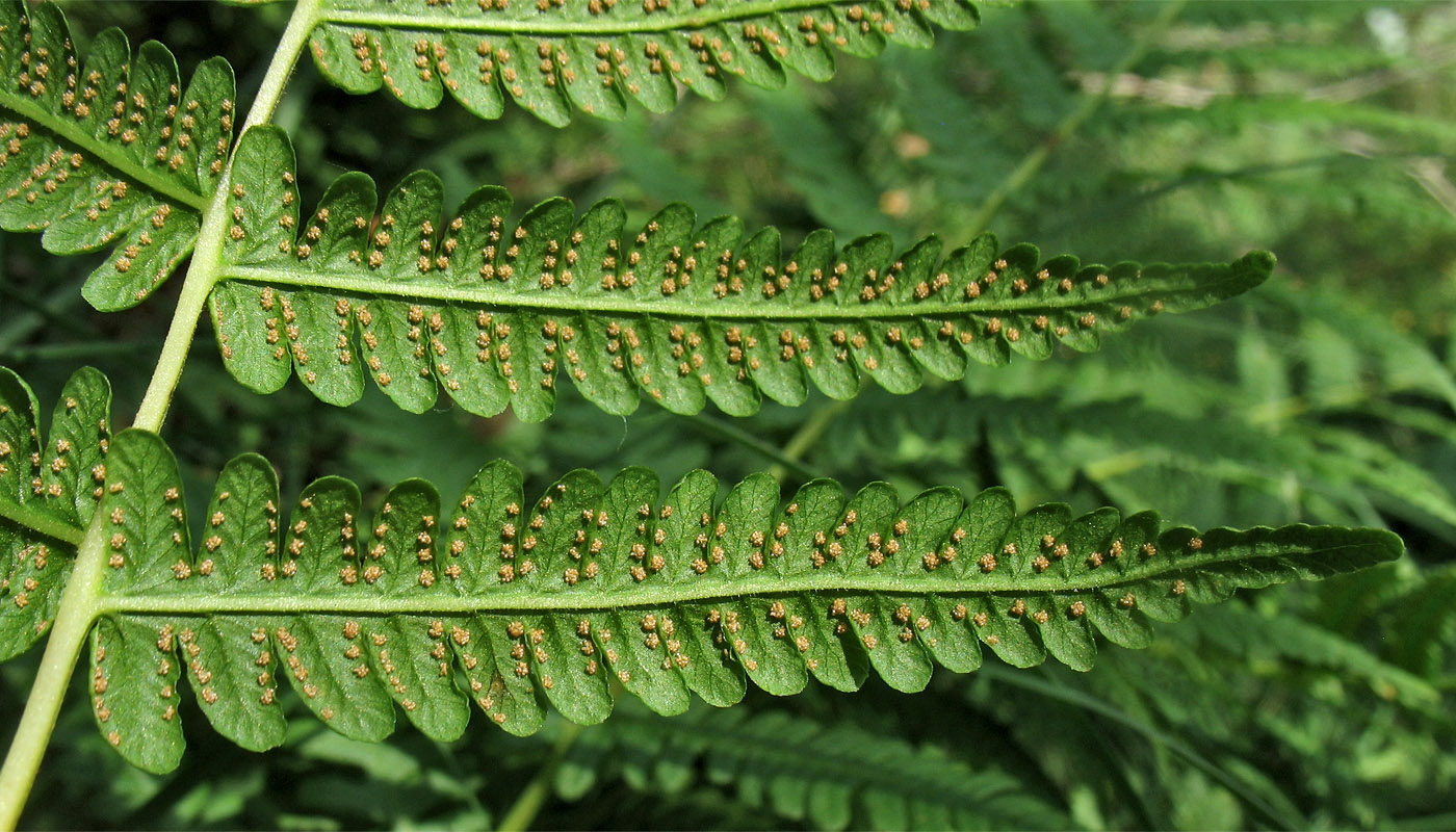 Image of Oreopteris limbosperma specimen.