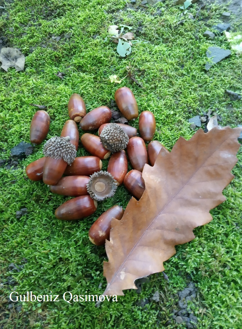 Image of Quercus castaneifolia specimen.