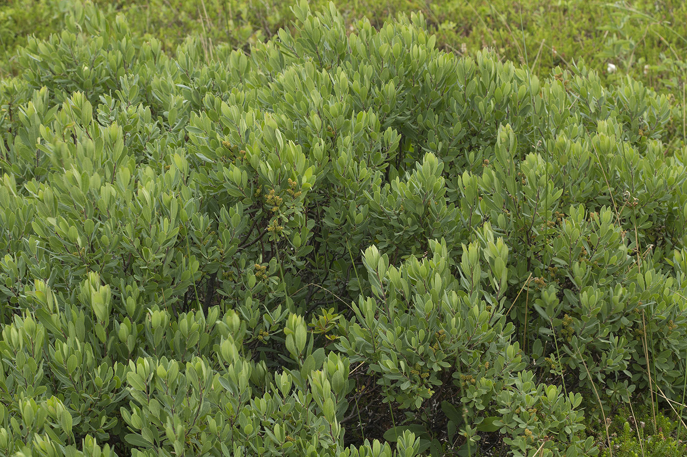 Image of Myrica tomentosa specimen.