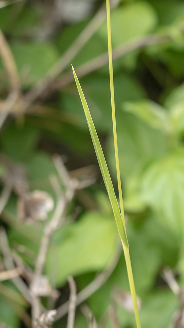 Image of genus Alopecurus specimen.