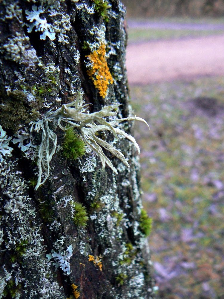 Изображение особи Evernia prunastri.