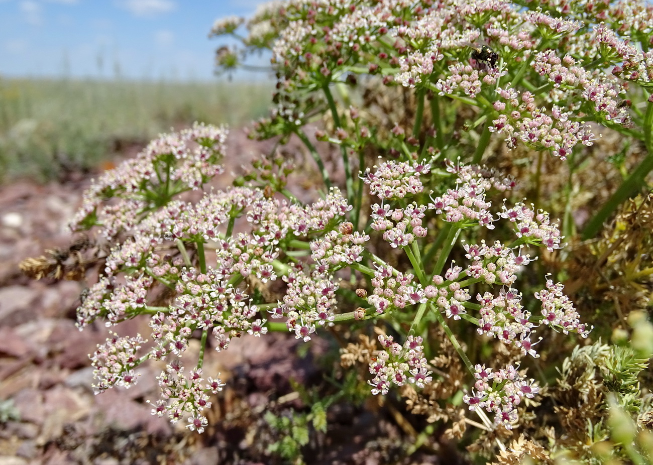 Image of Schrenkia involucrata specimen.