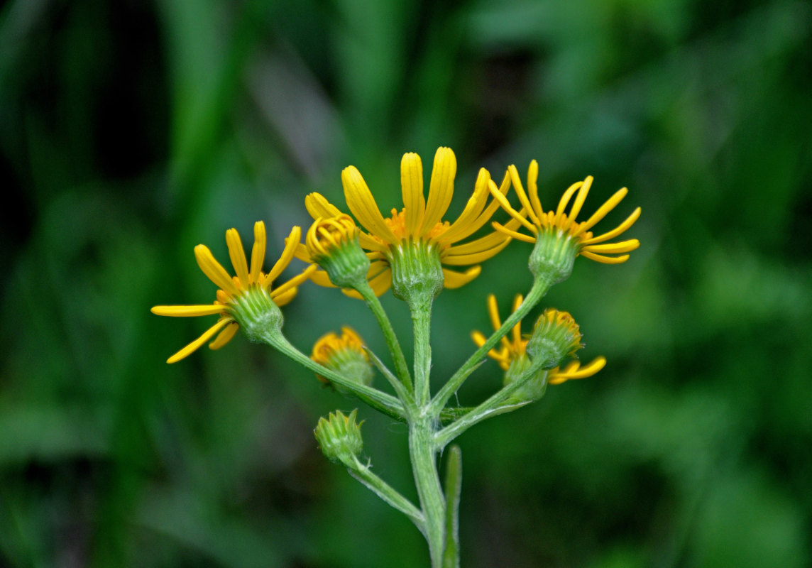 Изображение особи Tephroseris integrifolia.