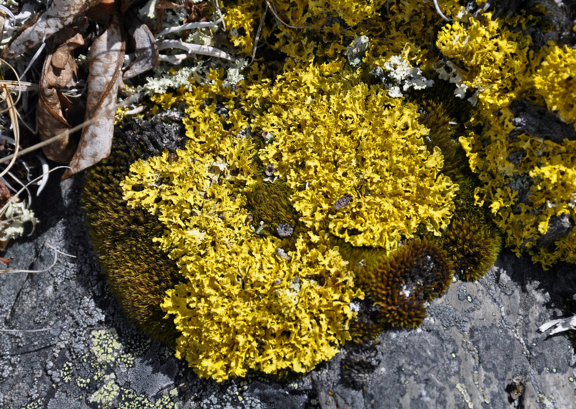 Изображение особи семейство Teloschistaceae.