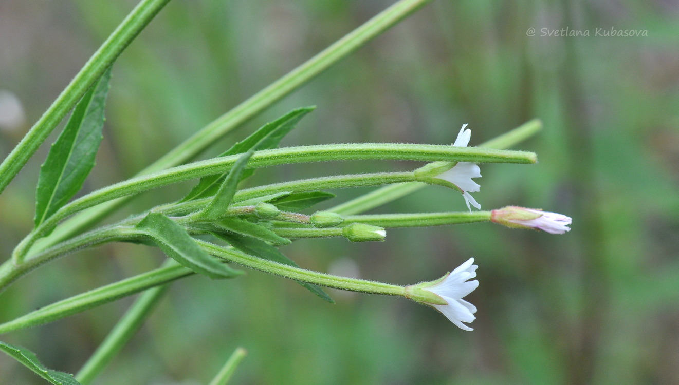 Изображение особи Epilobium pseudorubescens.