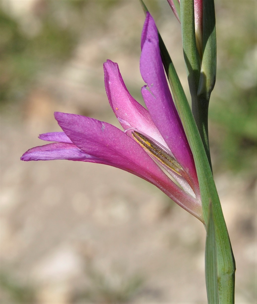 Image of Gladiolus italicus specimen.