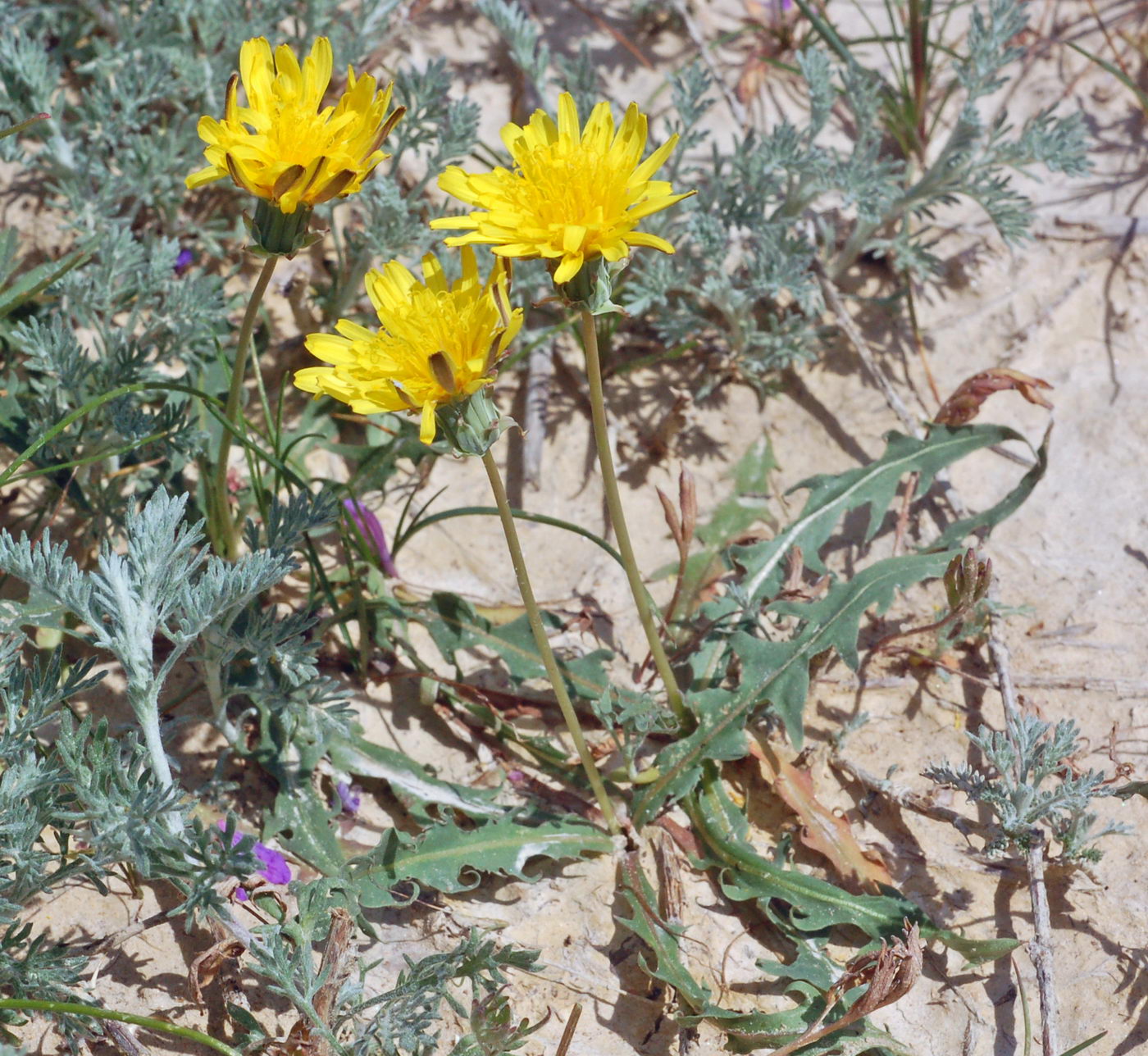Image of genus Taraxacum specimen.