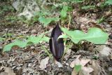 Arum elongatum