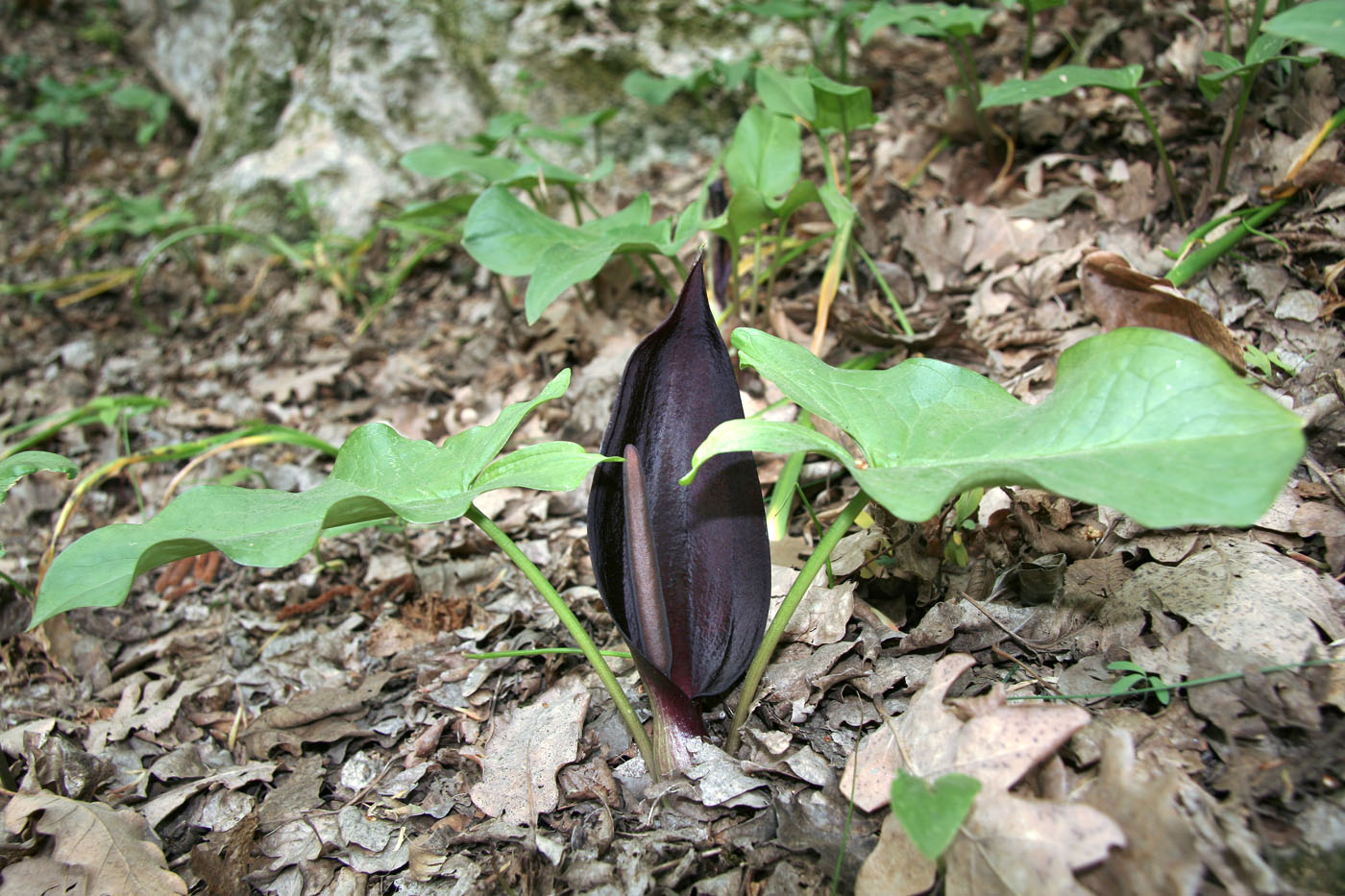 Image of Arum elongatum specimen.