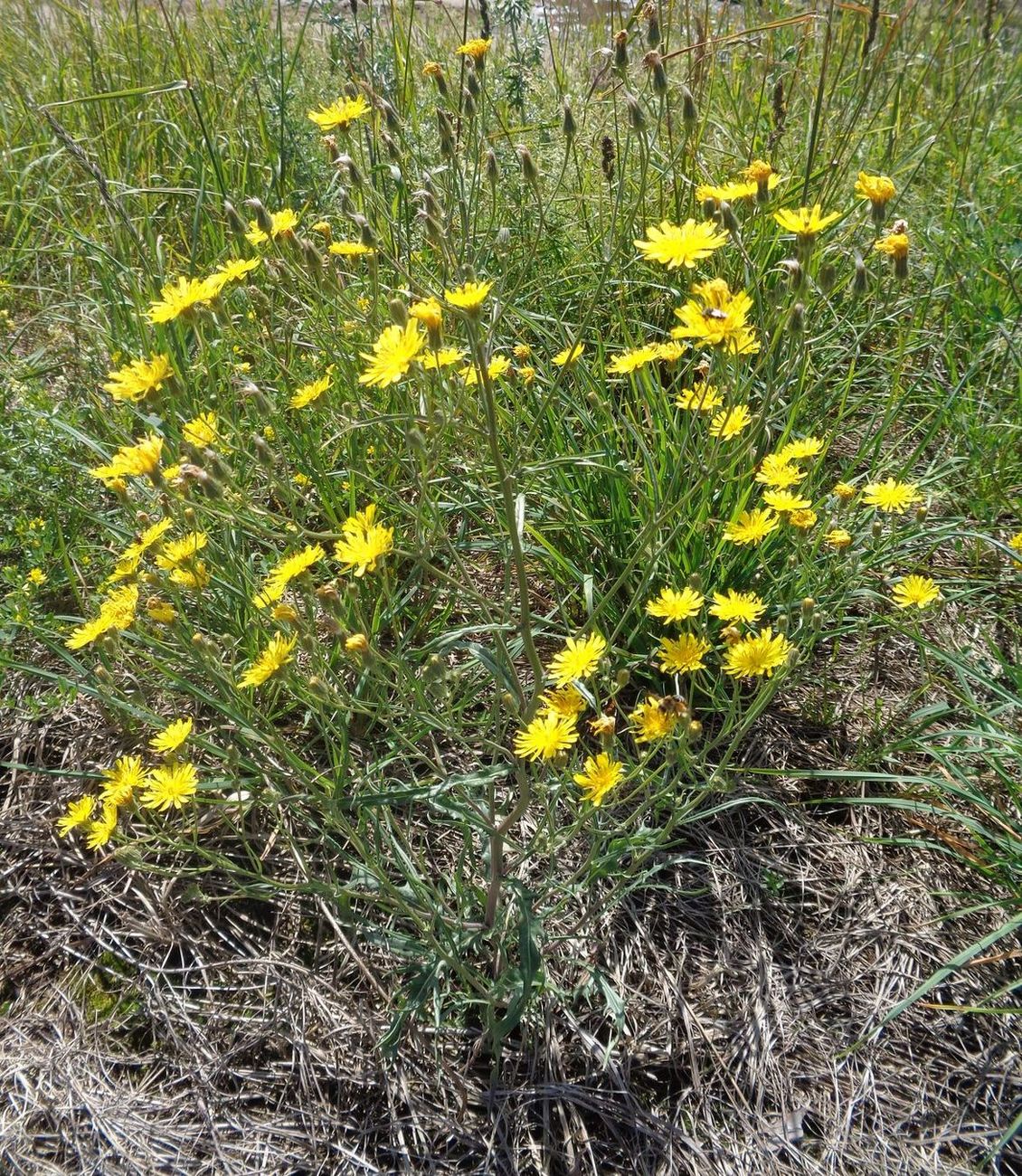 Изображение особи Crepis tectorum.