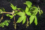 Acer negundo. Ветвь с листьями и плодами. Крым, Севастополь, обочина. 22 апреля 2012 г.