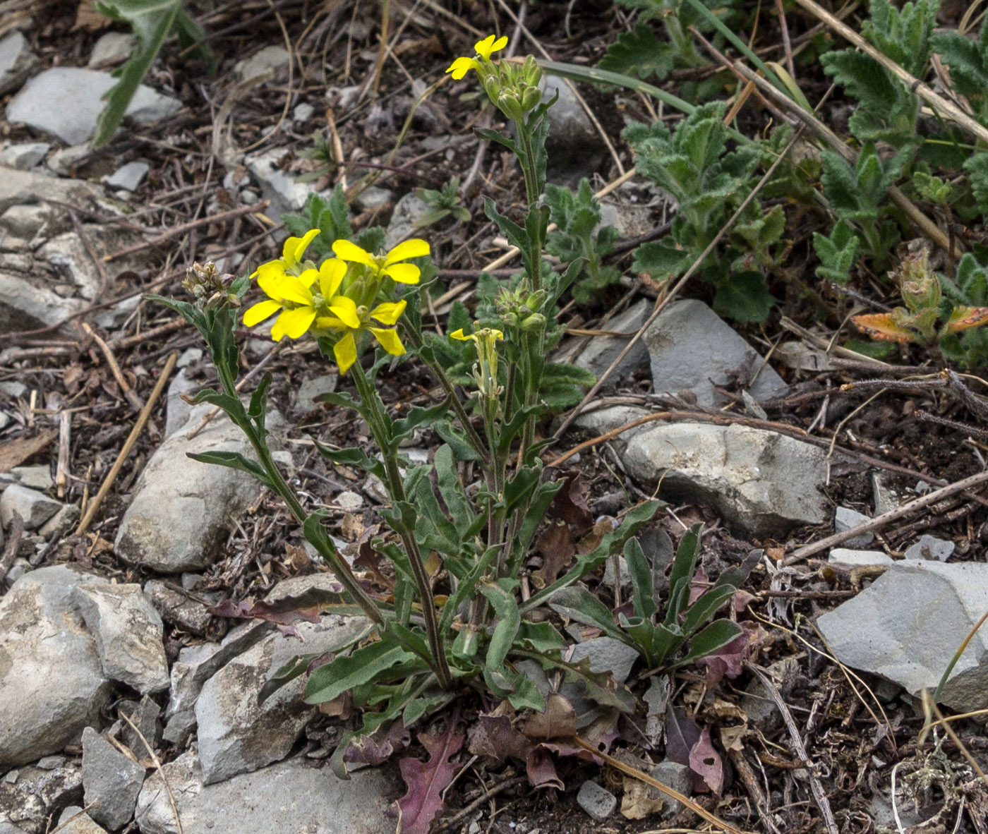 Image of Erysimum cuspidatum specimen.