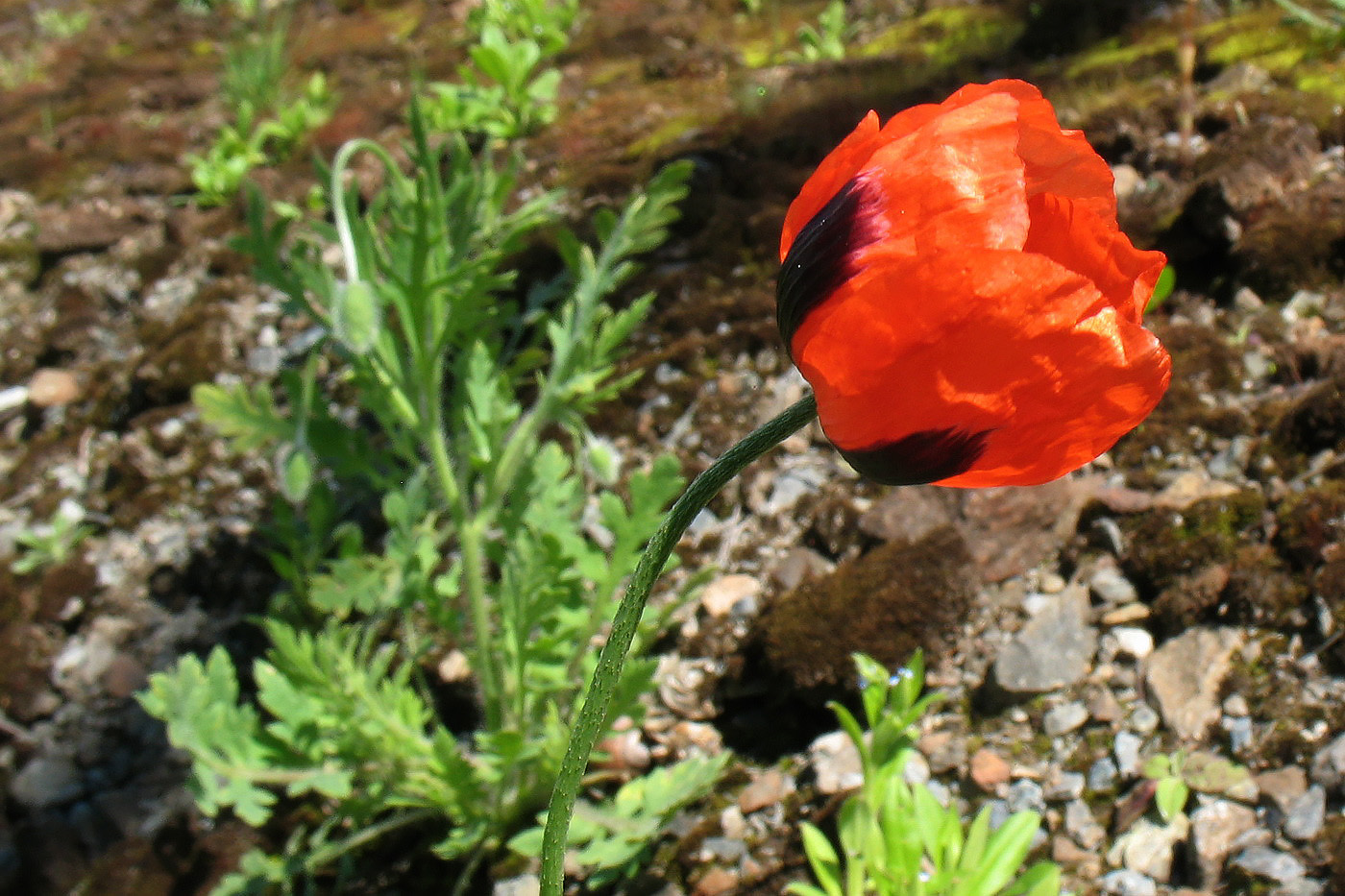 Изображение особи Papaver dubium.