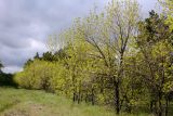 Fraxinus pennsylvanica