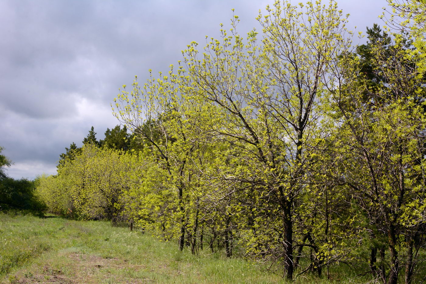 Изображение особи Fraxinus pennsylvanica.