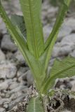 Dipsacus fullonum