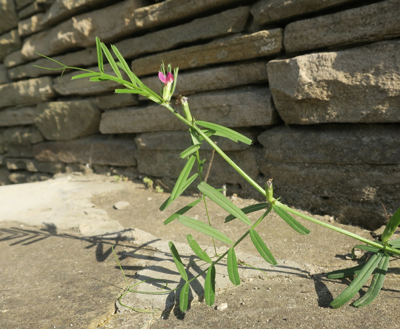 Изображение особи Vicia angustifolia.