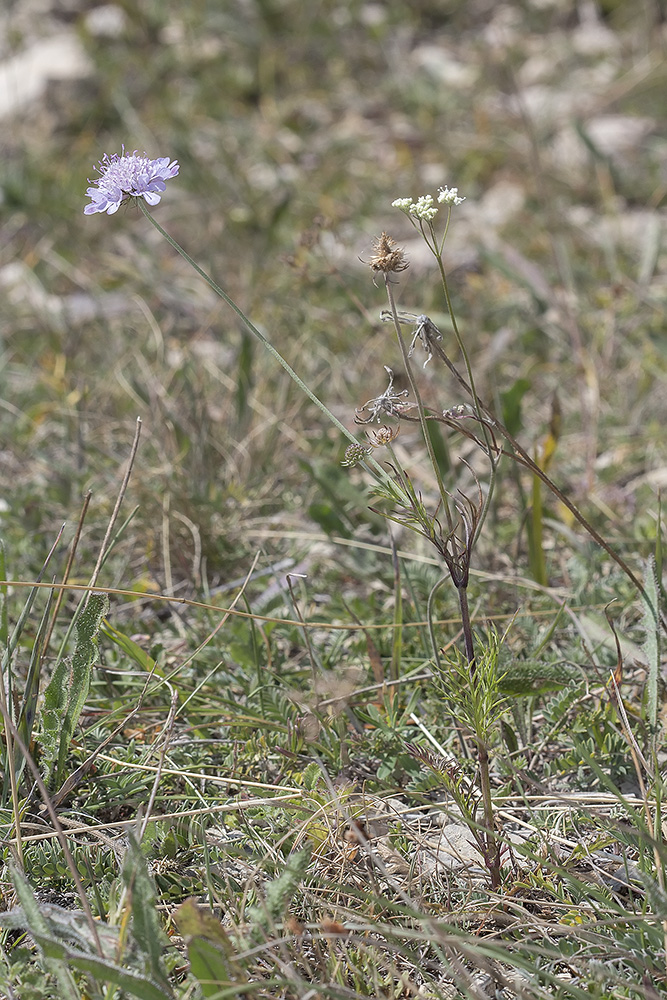 Image of Scabiosa columbaria specimen.