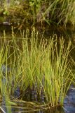 Carex canescens