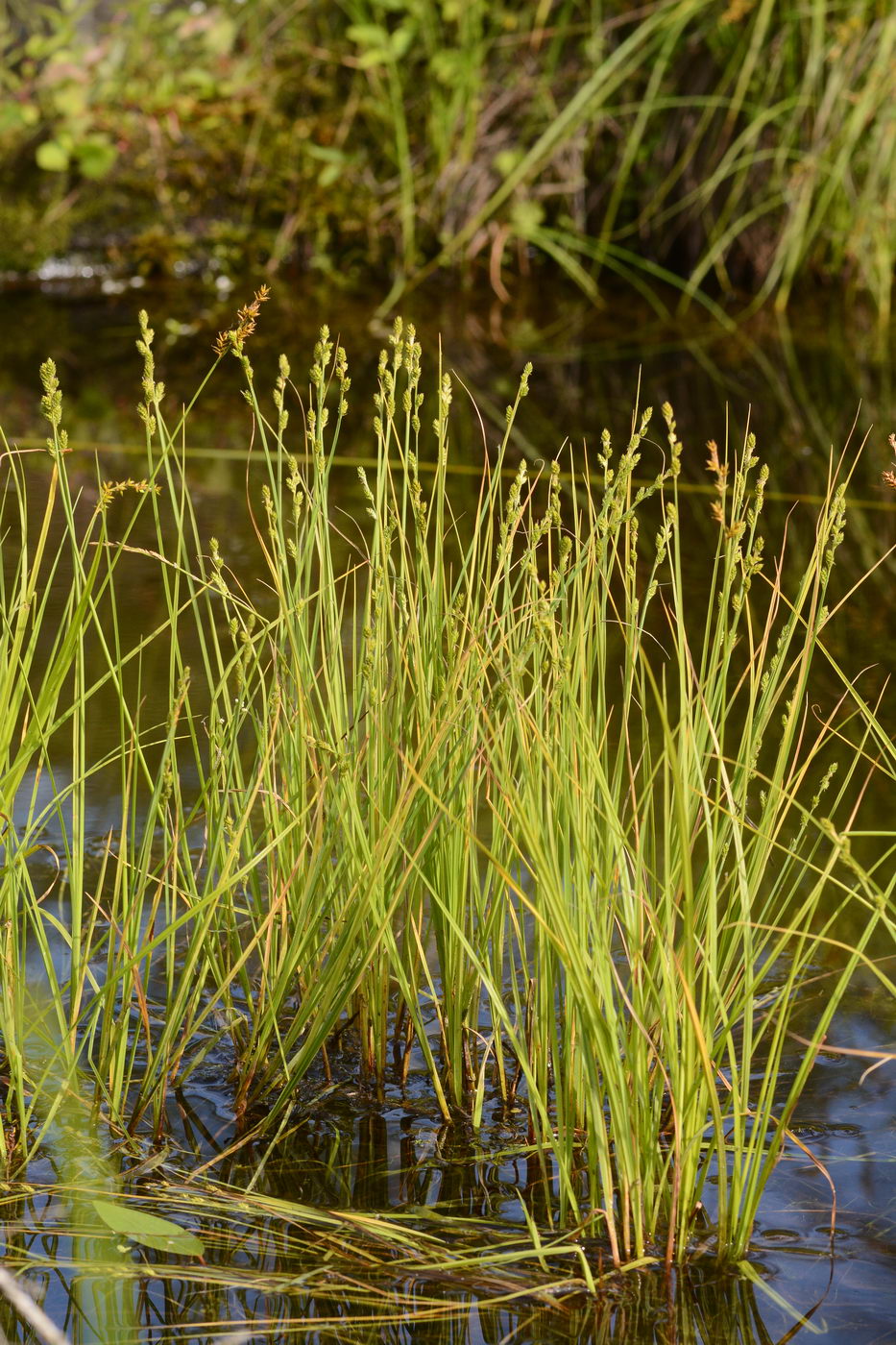 Изображение особи Carex canescens.