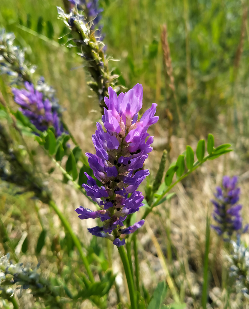 Image of Astragalus adsurgens specimen.