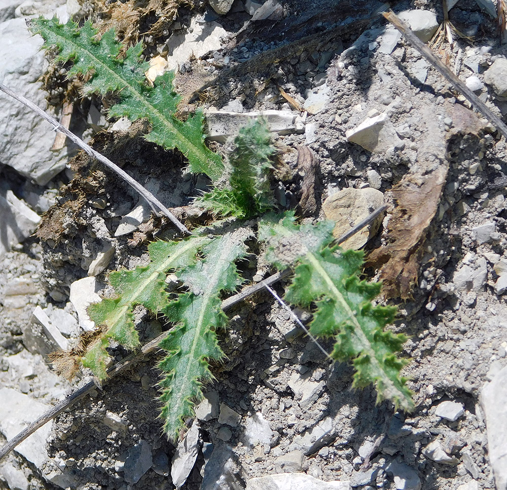 Image of Carduus acanthoides specimen.