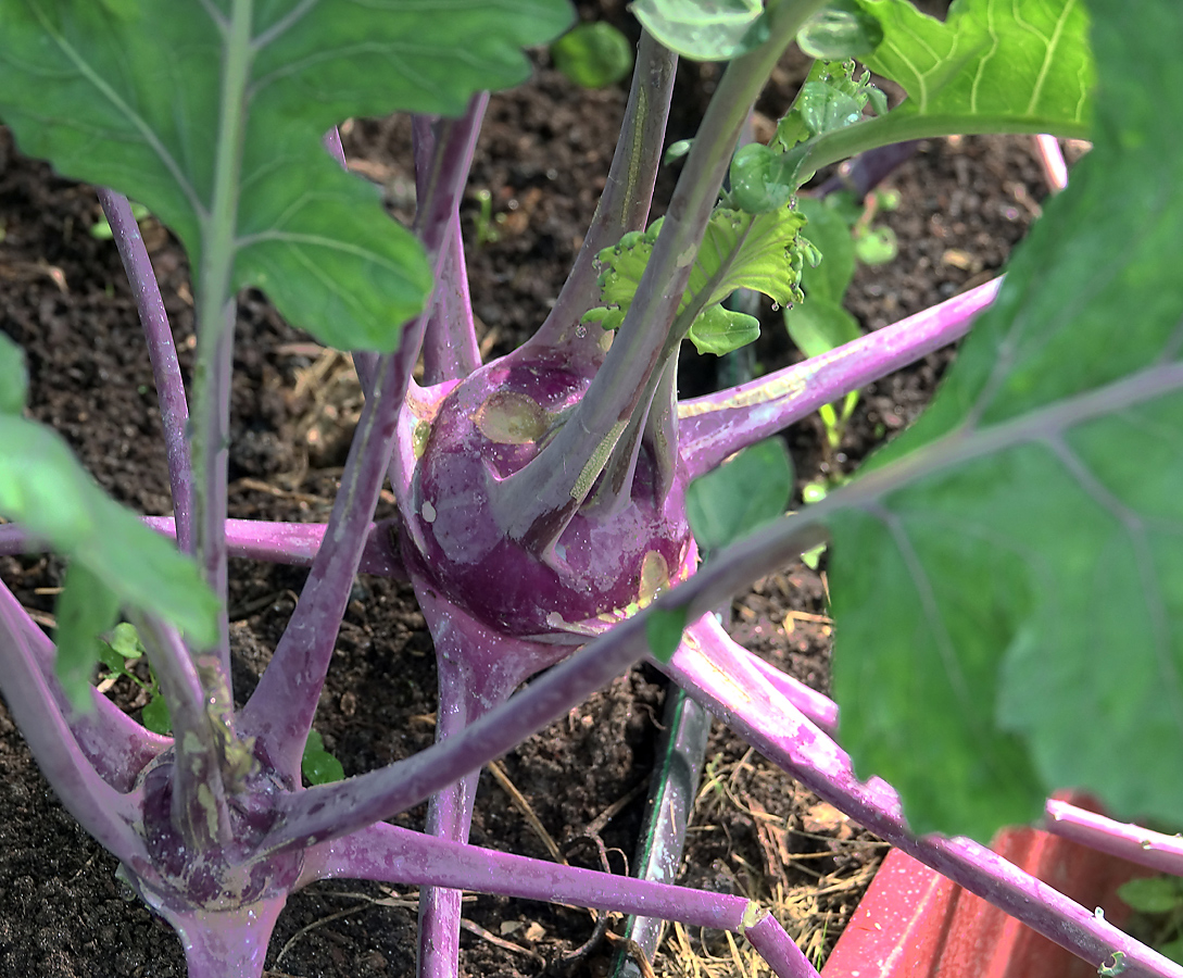 Image of Brassica oleracea var. gongylodes specimen.