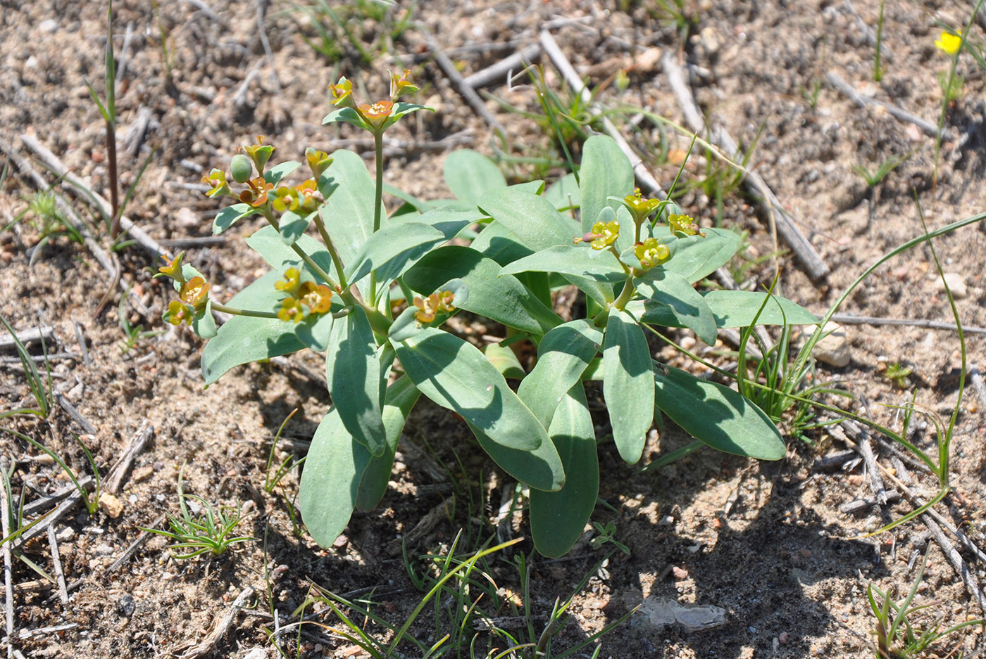 Изображение особи Euphorbia rapulum.