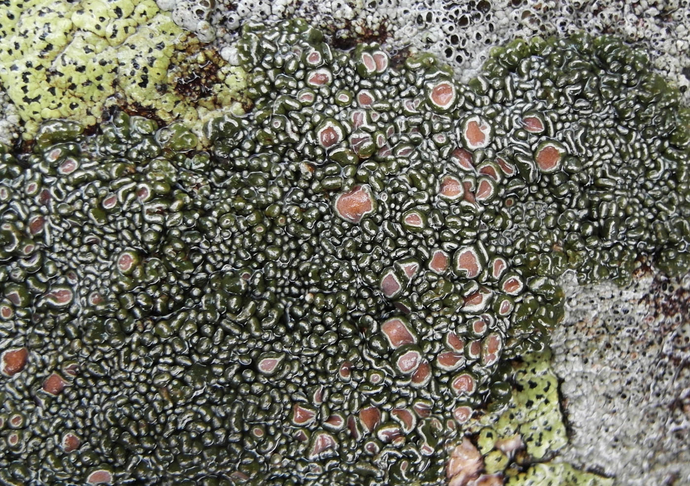 Image of Aspicilia transbaicalica specimen.