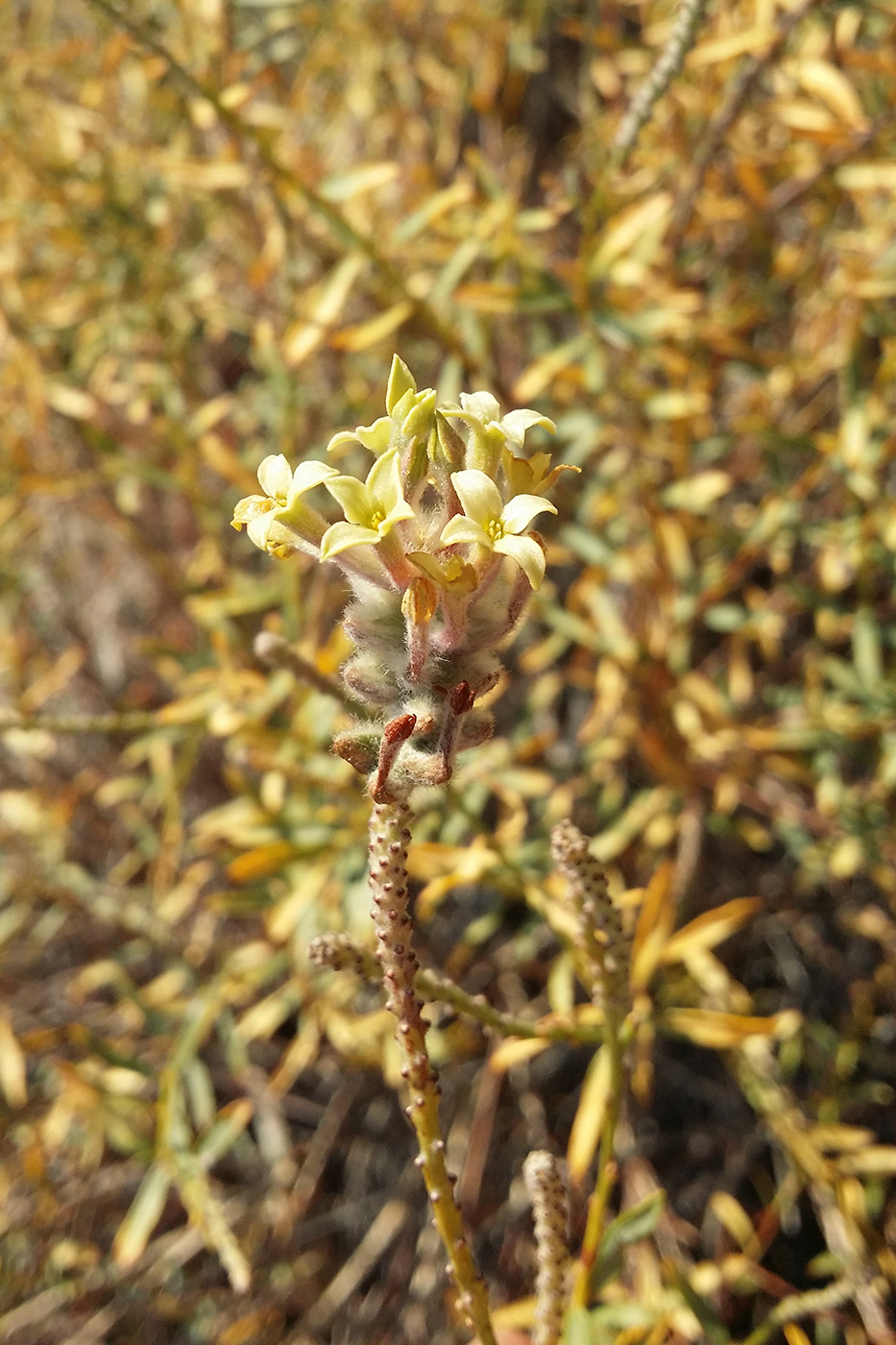 Image of Dendrostellera ammodendron specimen.