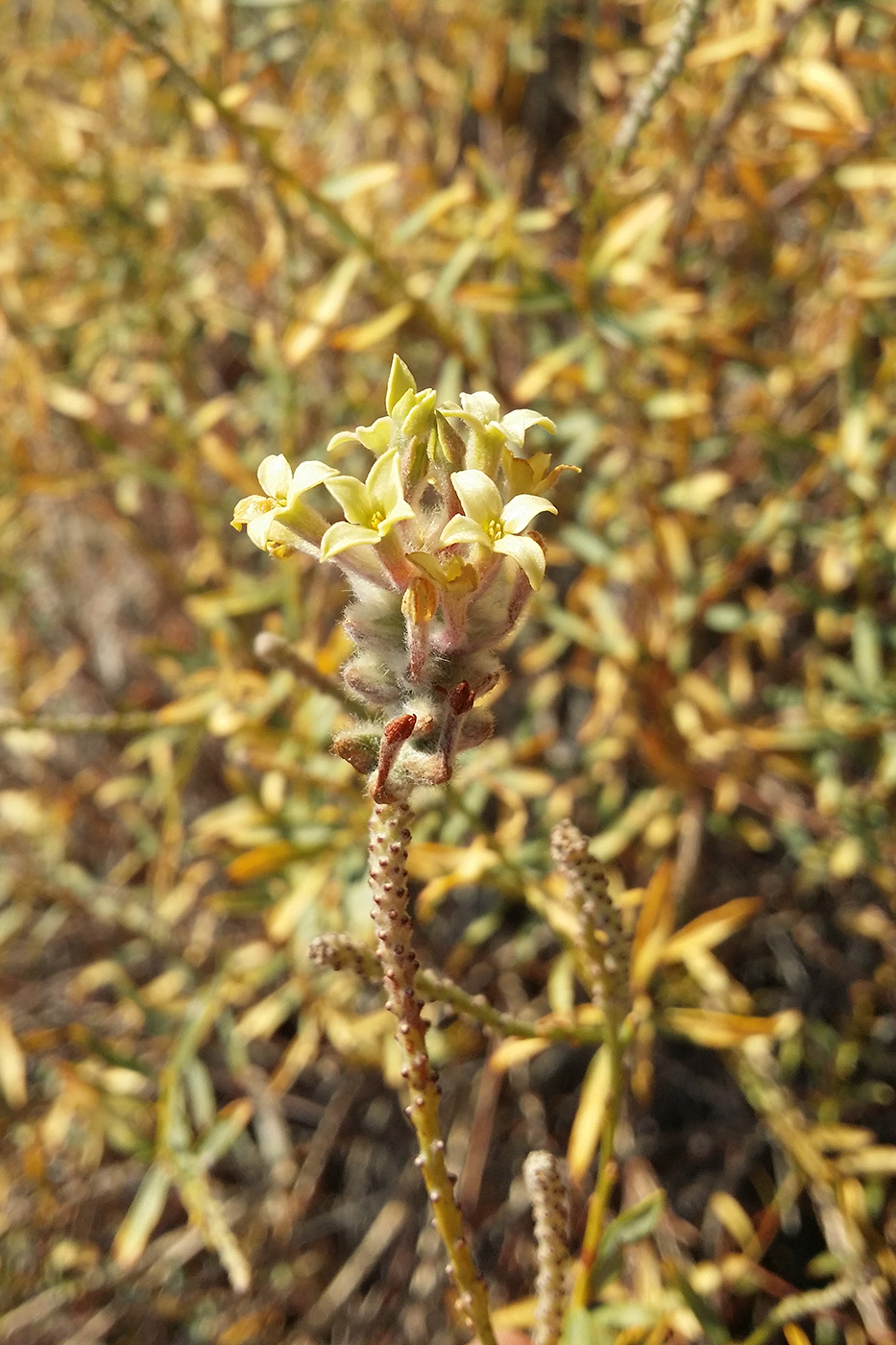 Изображение особи Dendrostellera ammodendron.