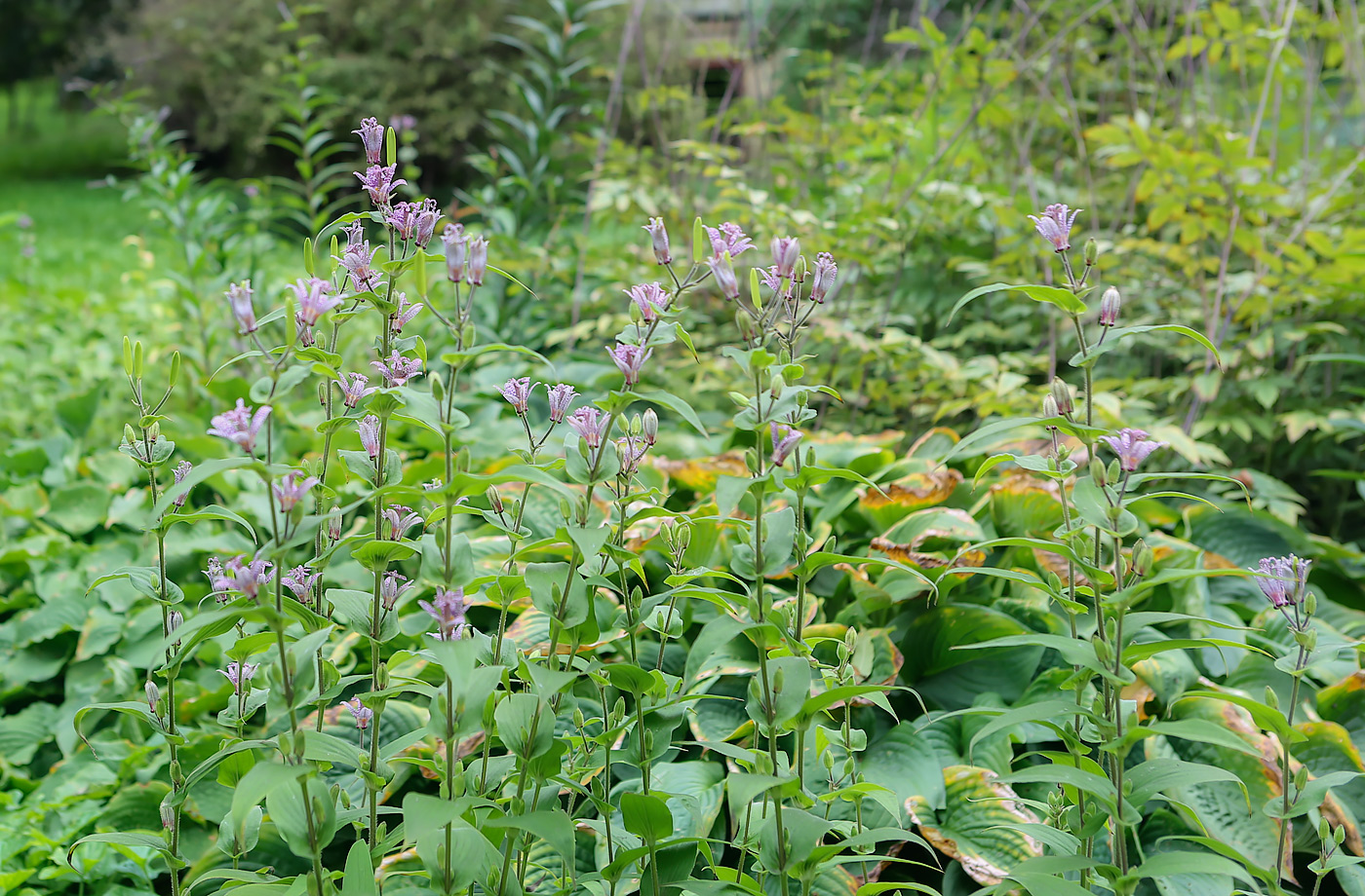 Изображение особи Tricyrtis hirta.