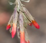 Cantua buxifolia