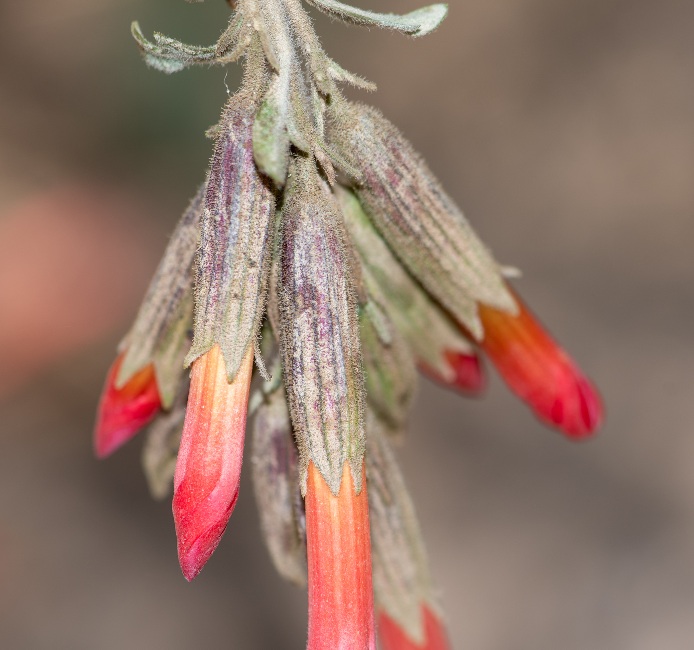 Image of Cantua buxifolia specimen.