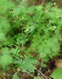 Sanicula chinensis