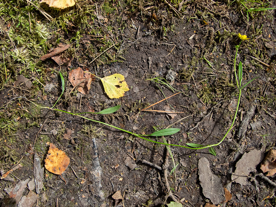 Image of Ranunculus flammula specimen.